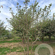 Malus 'Evereste' 400-450 cm draadkluit meerstammig 200-250 diameter