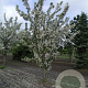 Malus 'Van Eseltine' 400-450 cm draadkluit meerstammig 200-250 diameter