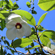 Magnolia wilsonii 400-450 cm draadkluit struik