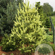 Pinus sylv. 'Candlelight' 300-350 cm draadkluit solitair