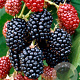 Rubus frut. 'Merton Thornless' 100-125 cm 10L met stok