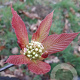 Sorbus megalocarpa 20-30 cm 5,0L
