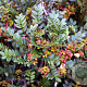 Sorbus reducta 40-60 cm 5,0L