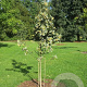 Sorbus wardii 8-10 HO draadkluit