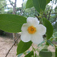 Stewartia sinensis 80-100 cm 15L