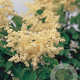 Syringa reticulata 175-200 cm draadkluit struik op Stam