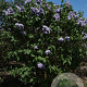 Syringa v. Hope 200-250 cm draadkluit struik