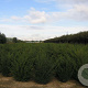 Taxus baccata 125-150 cm draadkluit solitair 100-120 cm diameter