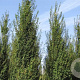 Acer campestre 'Fastigiatum' 30-35 HO draadkluit 250 cm stam