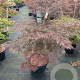 Acer pal. 'Garnet' 80-100 cm 20L