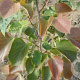 Tilia henryana 'Arnold Select' 100-125 cm wortelgoed