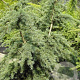 Tsuga mertensiana 'Glauca' 150-175 cm draadkluit solitair