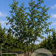 Ulmus glabra 250-300 cm 40L meerstammig
