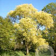 Ulmus pumila 800-900 cm draadkluit meerstammig