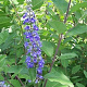 Vitex 'Daniel Searle' 125-150 cm met kluit struik