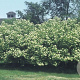 Viburnum lentago 250-300 cm draadkluit struik 175-200 diameter