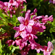 Weigela 'TVP2' 60-80 cm 15L