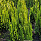 Chamaecyparis l. 'Ivonne' 100-125 cm met kluit