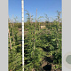 Cupressocyparis leylandii 125-150 cm met kluit