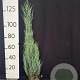 Juniperus s. 'Blue Arrow' 125-150 cm met kluit