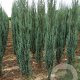 Juniperus s. 'Blue Arrow' 225-250 cm met kluit