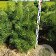 Pinus nigra nigra 80-100 cm met kluit