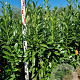 Prunus l. Elly 125-150 cm met kluit