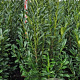 Prunus l. Elly 175-200 cm met kluit extra