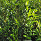 Prunus l. 'Herbergii' 125-150 cm met kluit