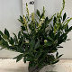 Prunus l. 'Otto Luyken' 30-40 cm met kluit