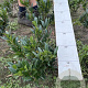 Prunus l. 'Otto Luyken' 30-40 cm met kluit