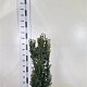 Taxus media 'Hicksii' 80-100 cm met kluit
