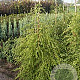 Tsuga canadensis 100-125 cm met kluit
