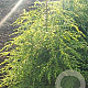 Tsuga canadensis 100-125 cm met kluit