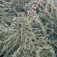 Tsuga canadensis 60-80 cm met kluit