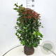 Viburnum tinus 80-100 cm met kluit