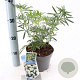 Choisya Green Fingers 25-30 cm 2,0L