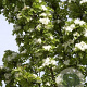 Crataegus monogyna 'Stricta' 8-10 HO draadkluit