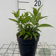 Deutzia gracilis GM C1.3