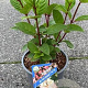 Hydrangea pan. Early Sensation 40-50 cm 3,0L