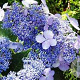Hydrangea serrata 'Blue Bird' GM C1.3