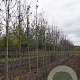 Malus 'Mokum' 8-10 HO draadkluit
