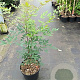 Nandina domestica 60-80 cm 7,5L