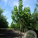 Paulownia tomentosa 20-25 HO draadkluit