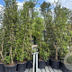 Quercus suber GM cont. 70L meerstammig