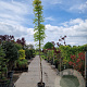 Wisteria flor. 'New Blue Fountain' 350-400 cm 25L