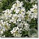 Arabis caucas. 'Variegata' GM P9