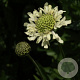 Cephalaria alpina GM P9