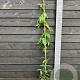 Clematis arm. 'Apple Blossom' 150-175 cm vierkant rond 5,5L