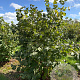 Corylus avellana 175-200 cm draadkluit struik op Stam